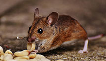 24 Hour & Emergency Exterminators in Maple Hts, OH